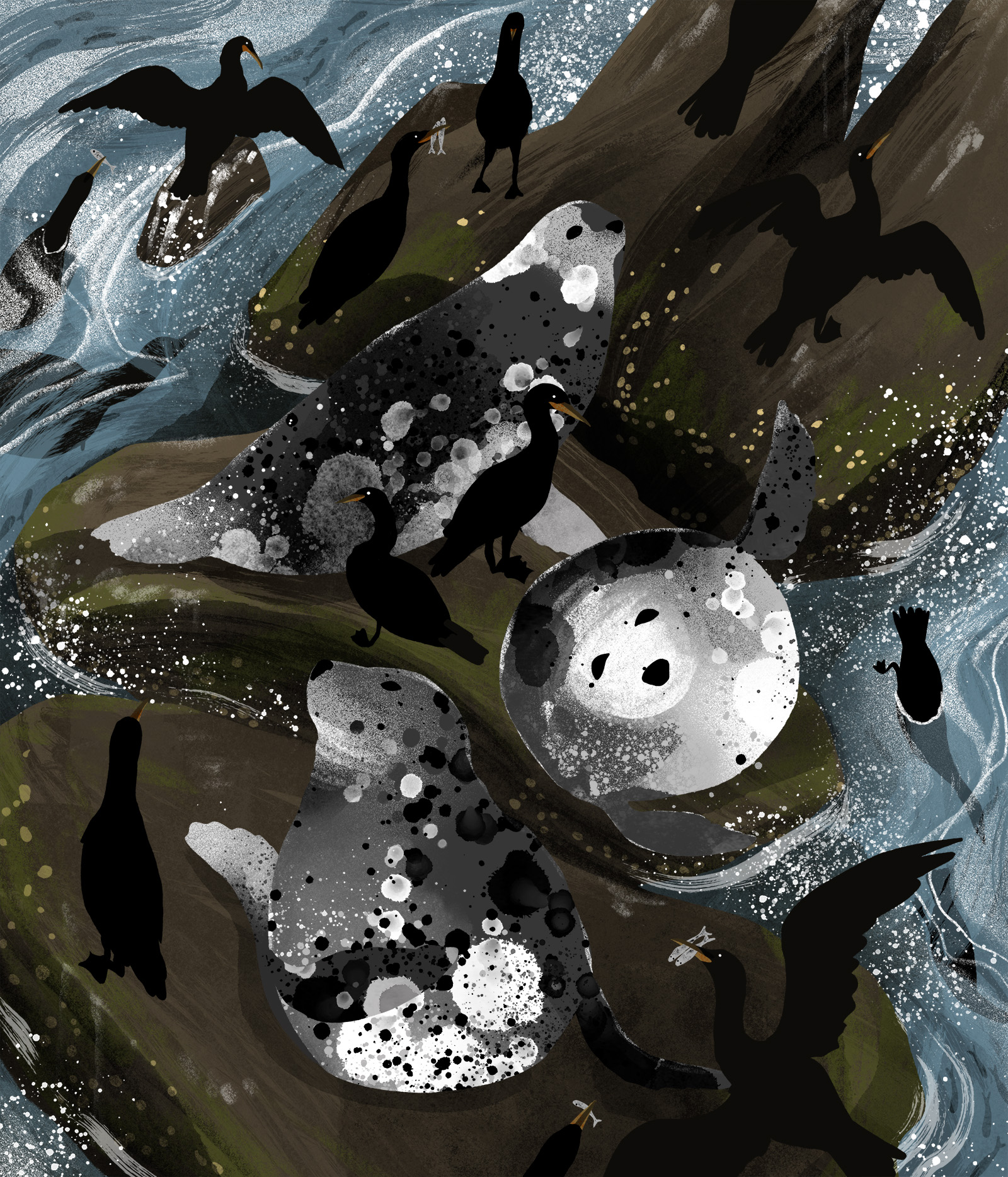Illustration of grey seals and cormorants on rocks